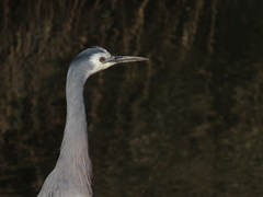 Egretta novaehollandiae novaehollandiae