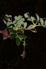 Polylepis