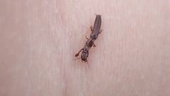 Embioptera