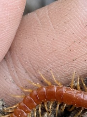 Scolopocryptops spinicaudus