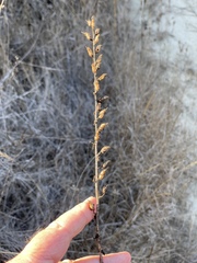 Sairocarpus pusillus