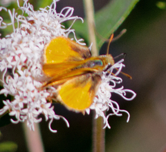 Copaeodes aurantiaca