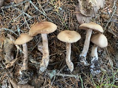 Cortinarius glandicolor