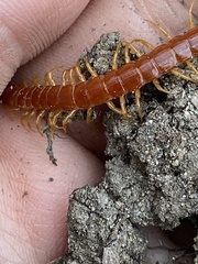 Scolopocryptops spinicaudus