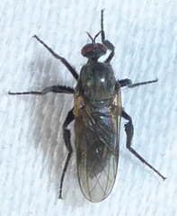 Empididae
