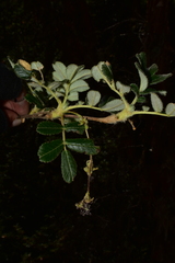 Polylepis