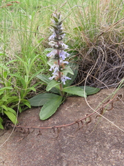 Ajuga ophrydis