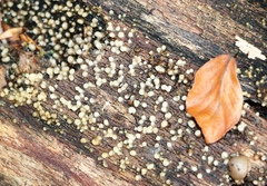 Helicogloea compressa