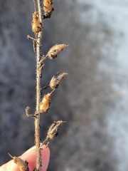 Sairocarpus pusillus