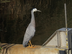 Egretta novaehollandiae novaehollandiae