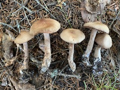 Cortinarius glandicolor