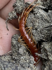 Scolopocryptops spinicaudus