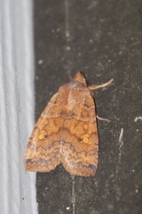 Eupsilia tristigmata