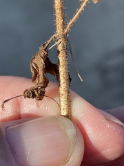 Sairocarpus pusillus