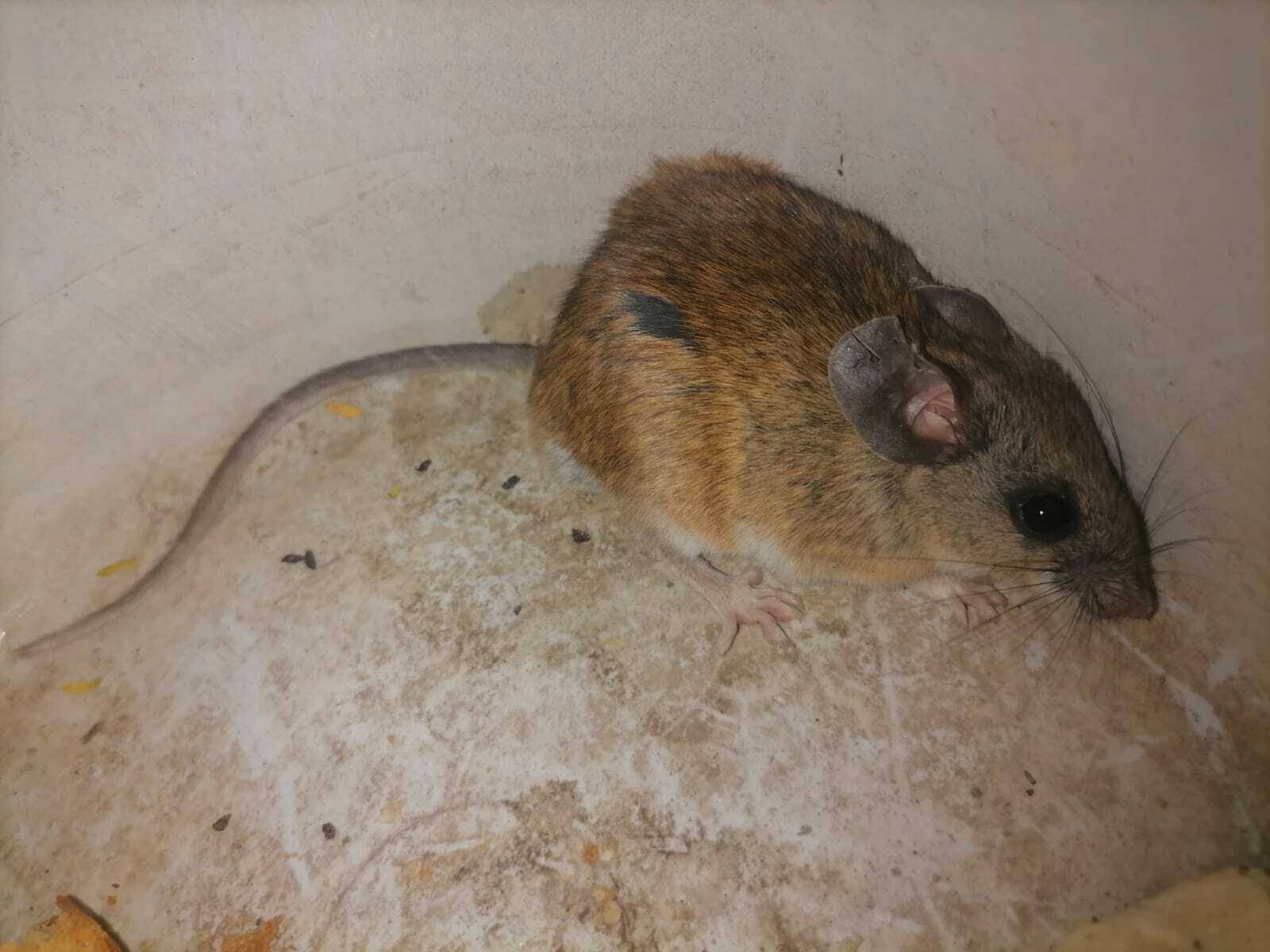 Peromyscus melanophrys (Coues, 1874)