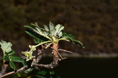 Polylepis