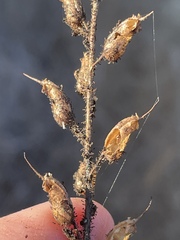 Sairocarpus pusillus