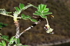 Polylepis