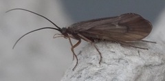 Anabolia nervosa
