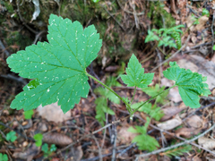 Ribes spicatum