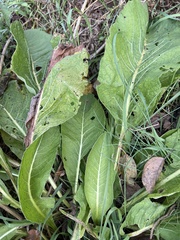 Inula helenium