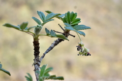 Polylepis