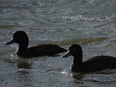 Aythya novaeseelandiae