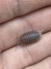 Porcellio dilatatus