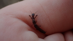 Embioptera