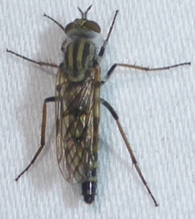 Therevidae