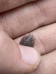 Porcellio dilatatus