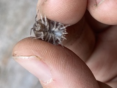 Porcellio dilatatus