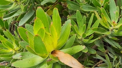 Leucadendron laureolum