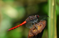 Orthemis biolleyi