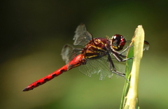 Orthemis biolleyi