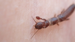 Embioptera