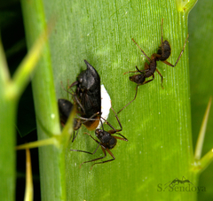 Camponotus rufipes