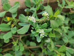 Heliotropium curassavicum