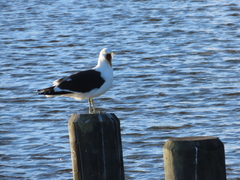Larus dominicanus dominicanus