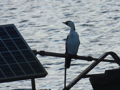 Microcarbo melanoleucos brevirostris