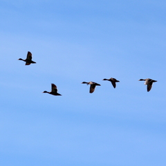 Anas undulata undulata