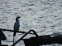 Microcarbo melanoleucos brevirostris