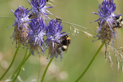 Phyteuma betonicifolium
