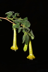 Salpichroa glandulosa