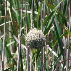 Ploceus