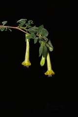 Salpichroa glandulosa