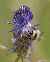Bombus sichelii