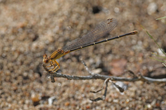 Argia apicalis