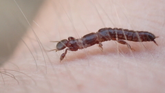 Embioptera