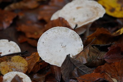 Lactarius glyciosmus